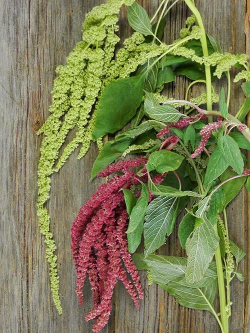 HANGING ASSORTED AMARANTHUS